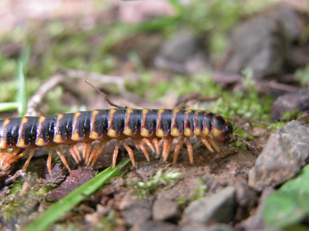 The Centipede That's Really a Millipede (image credits: flickr)