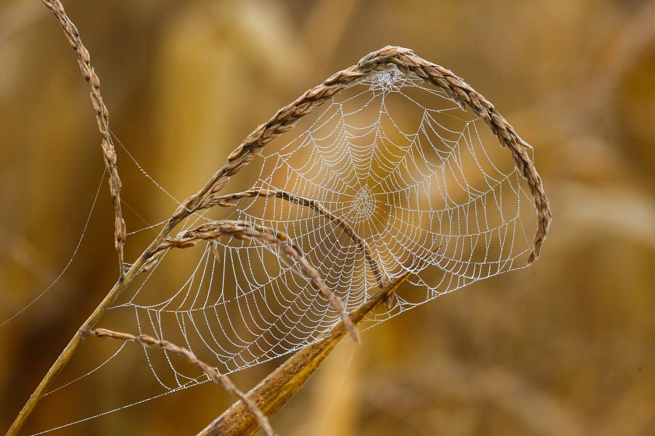 The Science Behind Stabilimenta and Prey Decorations (image credits: pixabay)