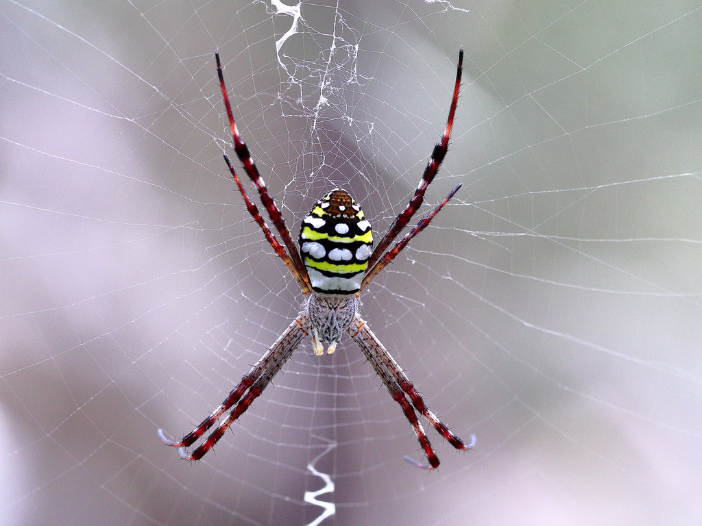 Meet the Master Decorators: Argiope Spiders (image credits: flickr)