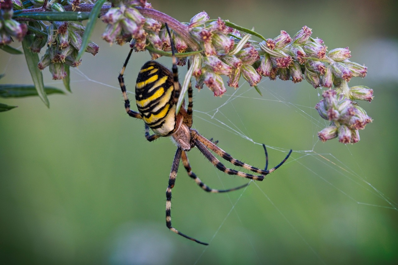 The Wasp Spider's Intimidation Gallery (image credits: pixabay)