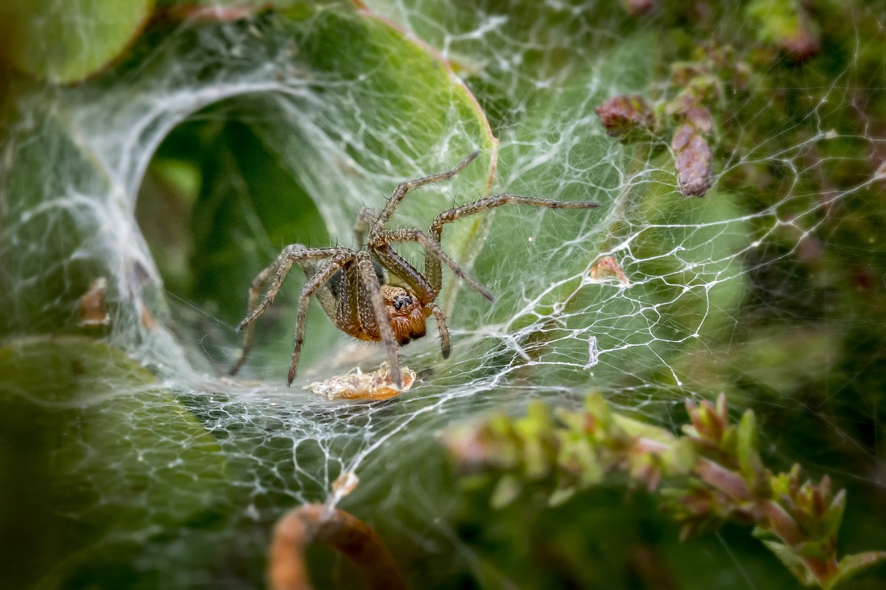 How Dead Insects Function as Predator Deterrents (image credits: pixabay)