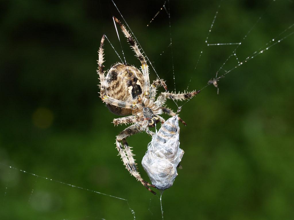 The Prey Attraction Paradox (image credits: flickr)