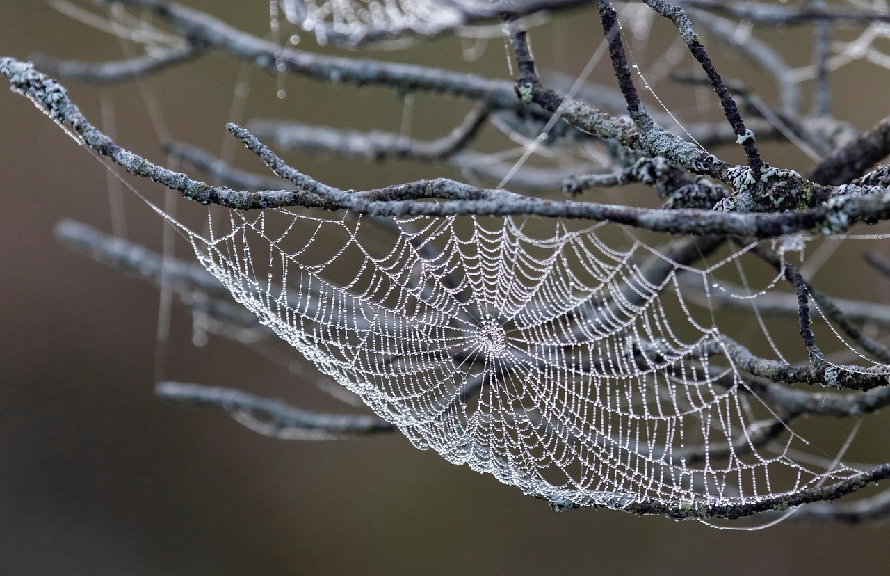 Mimicry and Deception in Decorated Webs (image credits: pixabay)
