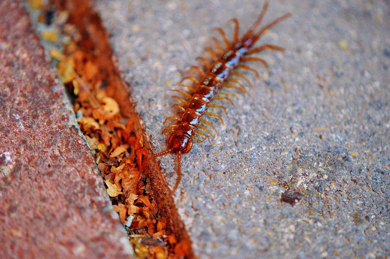 The House Centipede: Your Personal Pest Control Squad (image credits: pixabay)