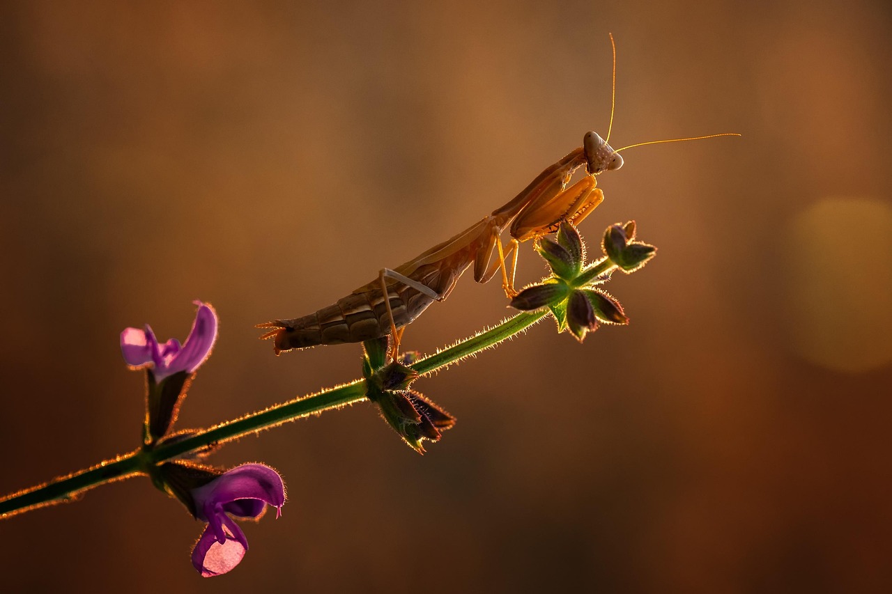 The Praying Mantis: Nature's Surgical Strike Team (image credits: pixabay)