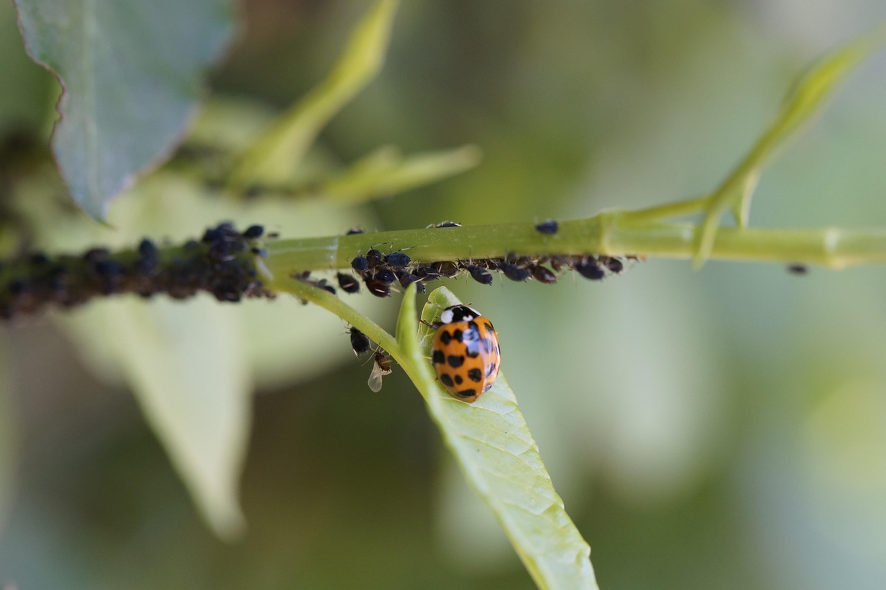 The Ladybug: Tiny Titans of Aphid Destruction (image credits: pixabay)