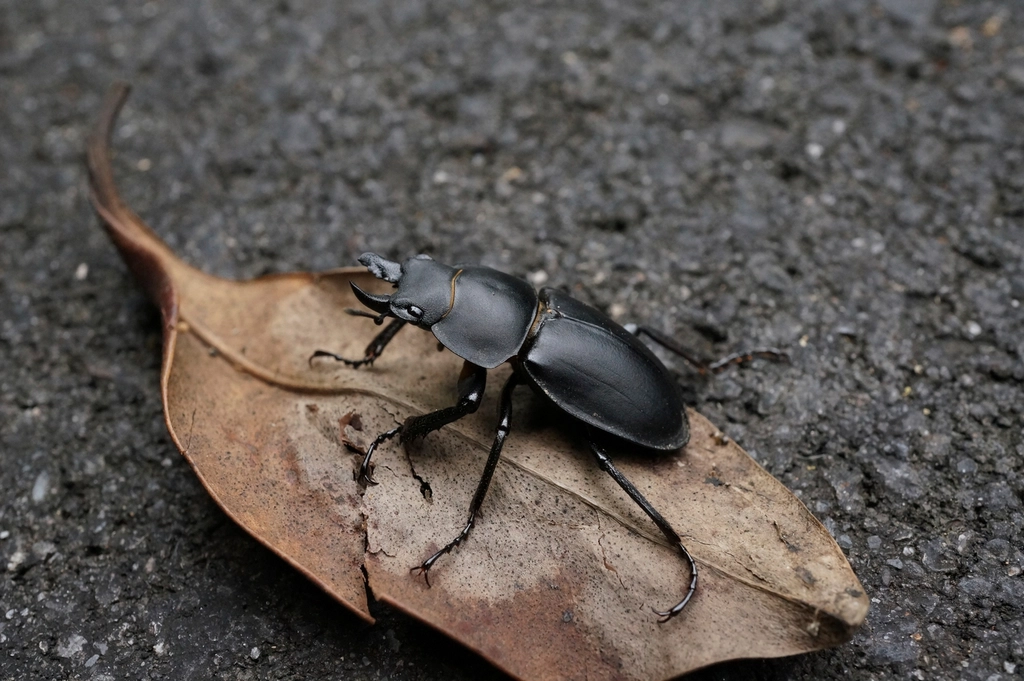 The Ground Beetle: Soil's Secret Security Force (image credits: rawpixel)