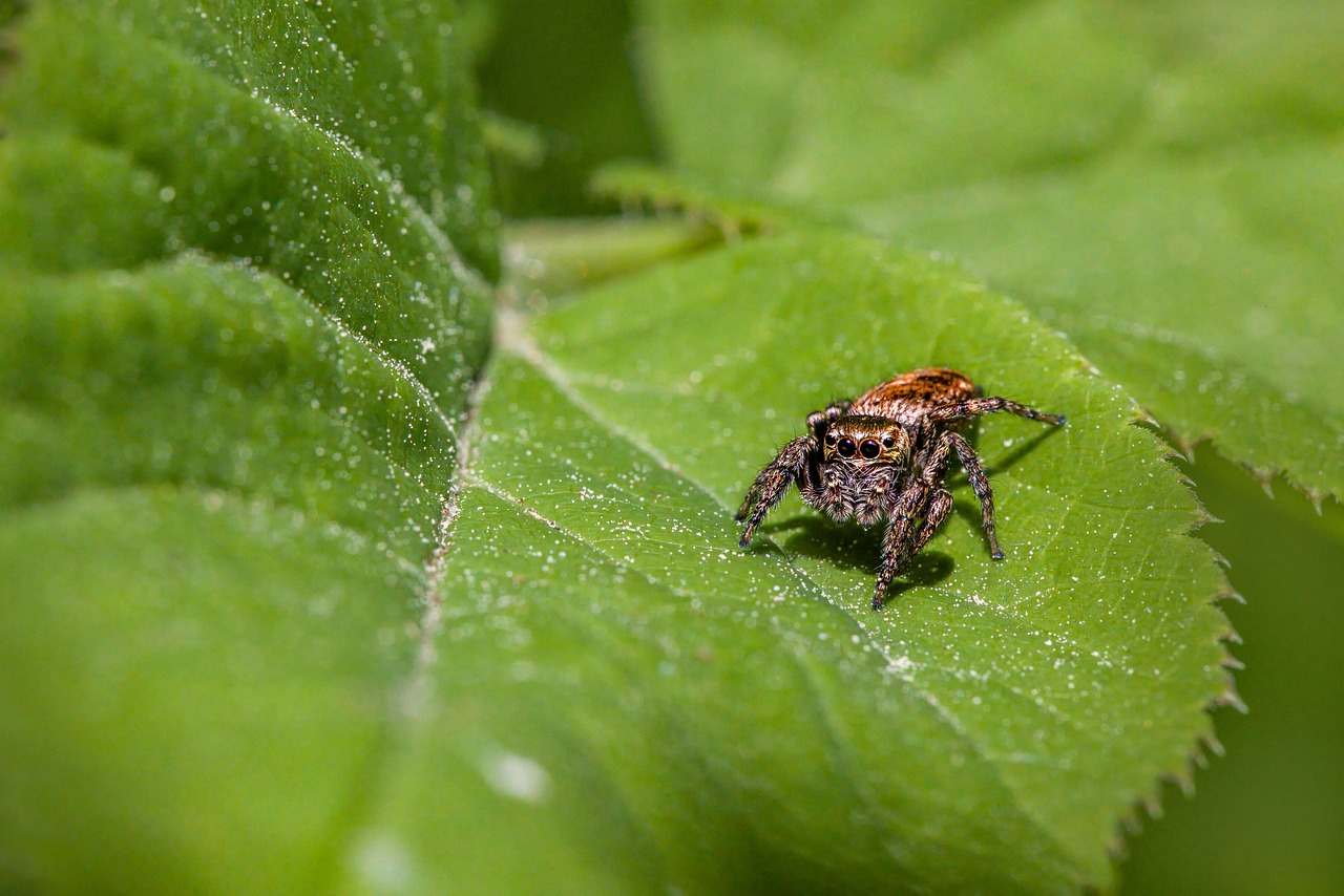 The Economic Impact of Beneficial Insects (image credits: pixabay)