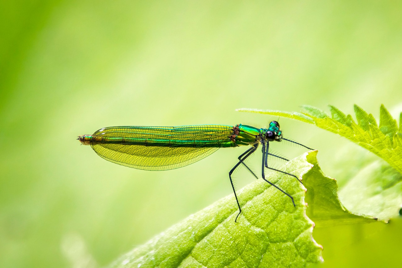 Creating a Bug-Friendly Environment (image credits: pixabay)