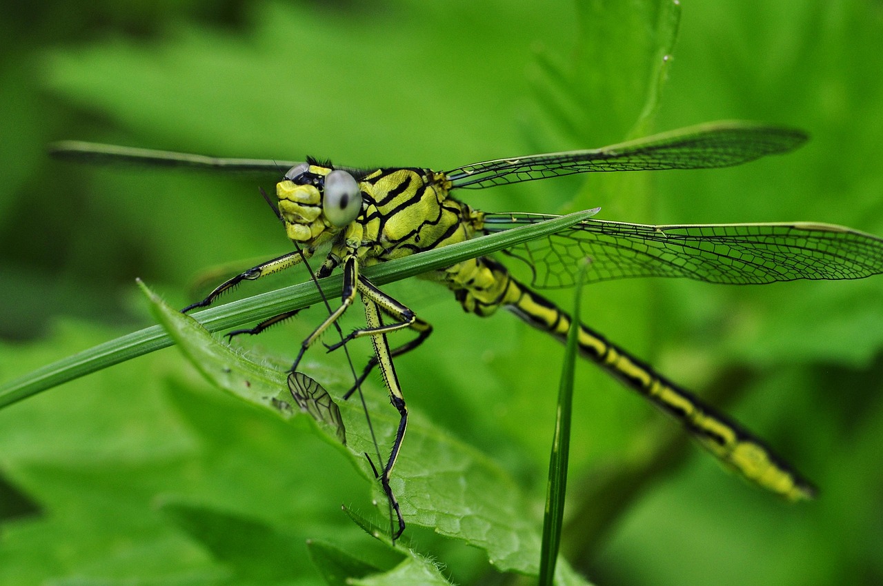 Identifying Friend from Foe (image credits: pixabay)