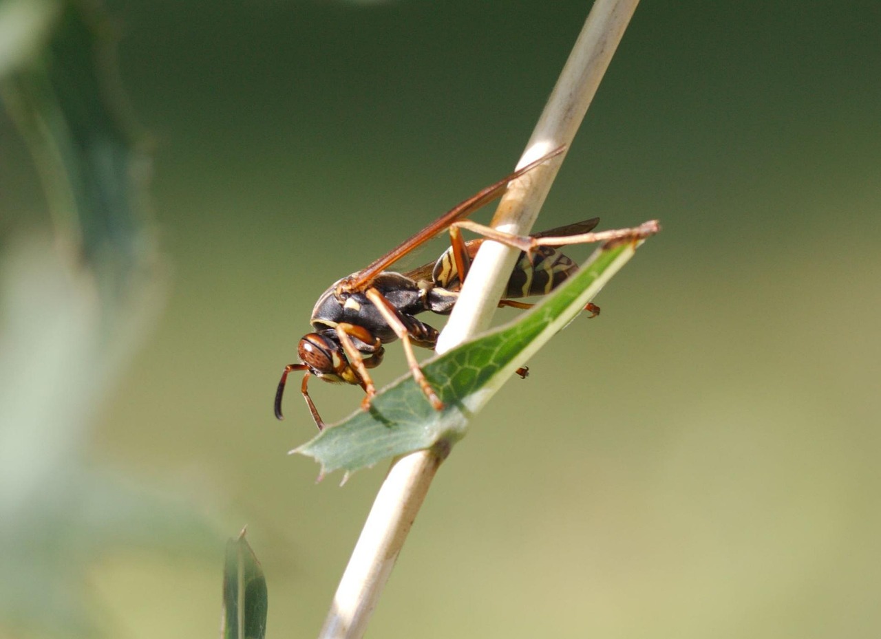 Seasonal Considerations for Beneficial Insects (image credits: pixabay)
