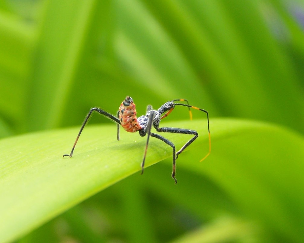 Building a Sustainable Relationship with Beneficial Insects (image credits: flickr)