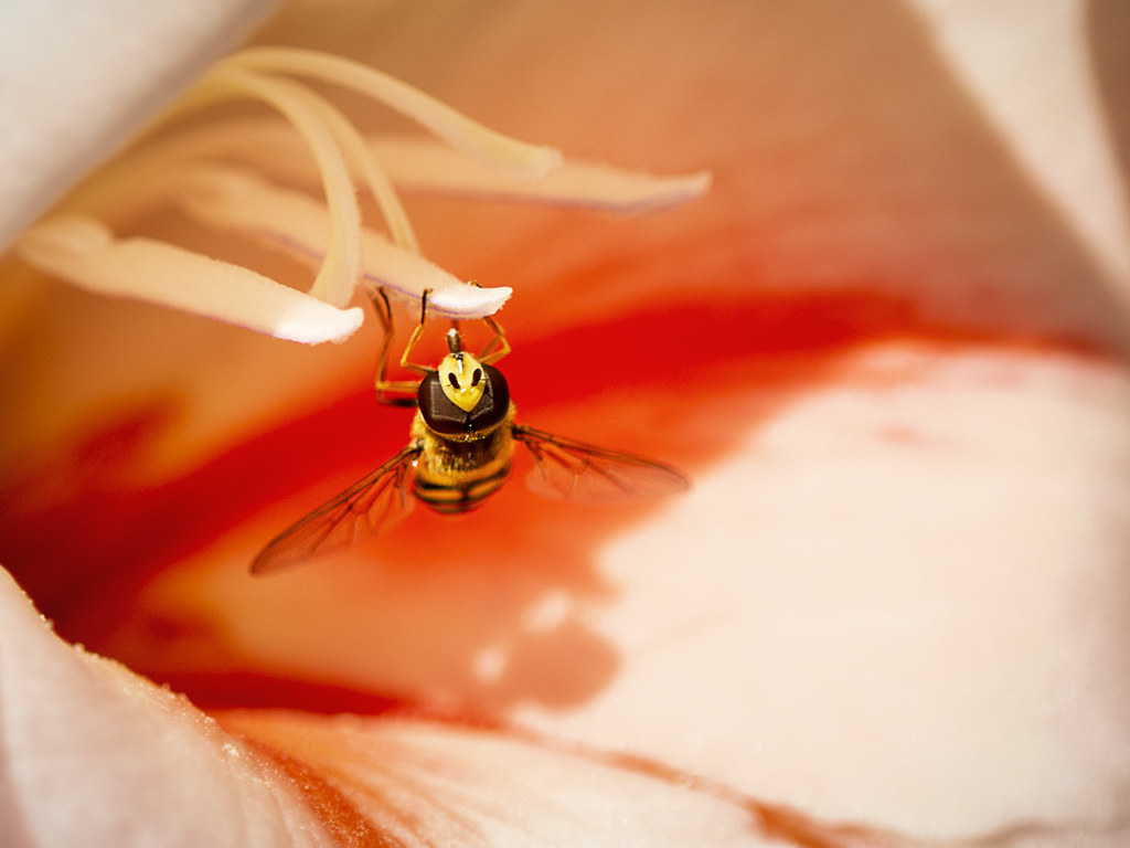 The Future of Natural Pest Control (image credits: flickr)