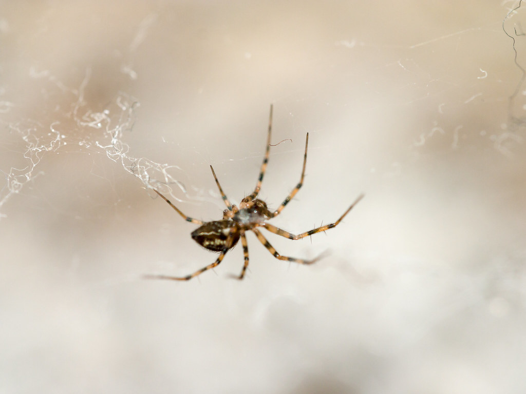 The Hidden Army Living in Your Walls (image credits: flickr)