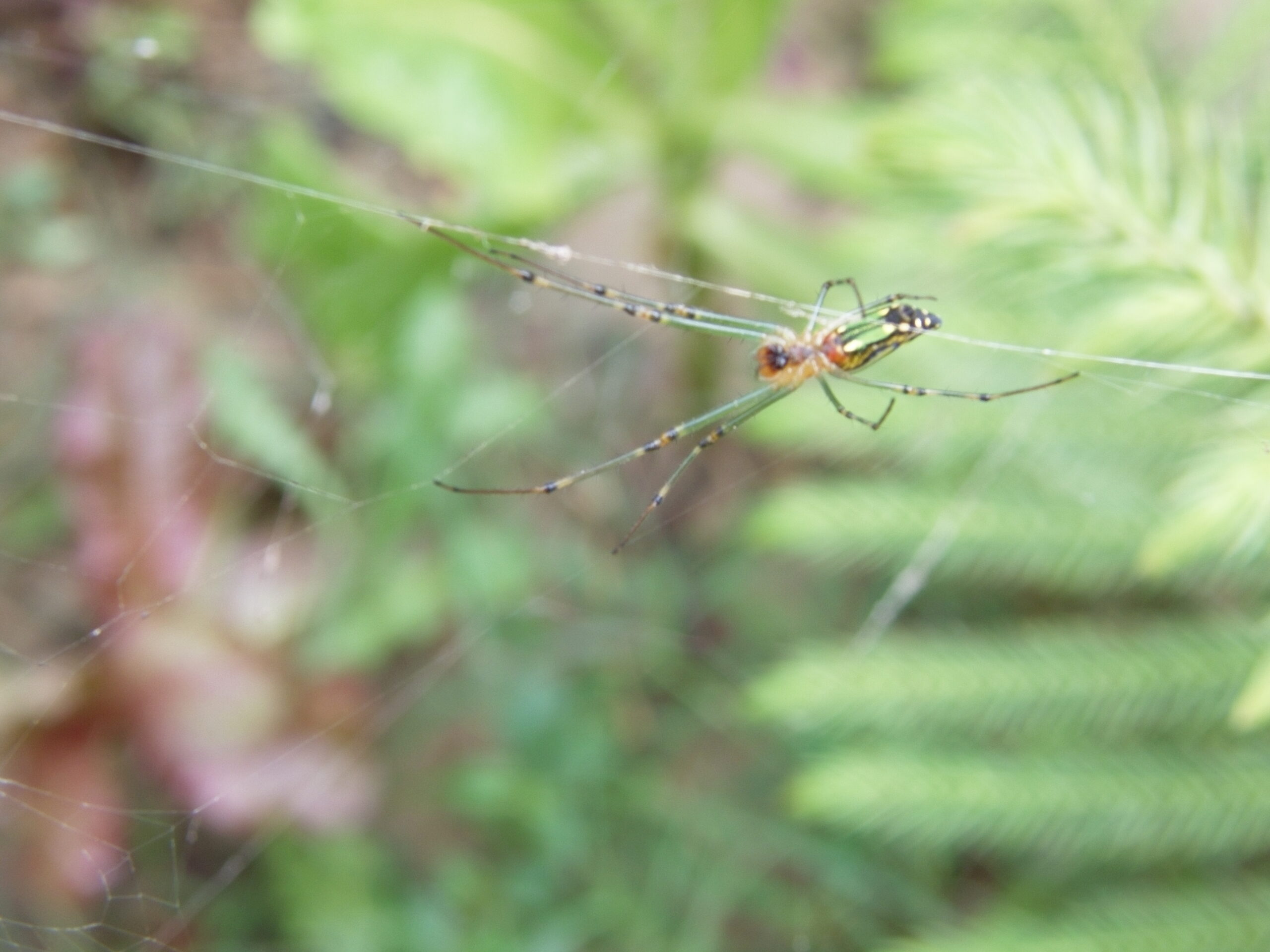 Nature's Most Efficient Pest Control Service (image credits: wikimedia)