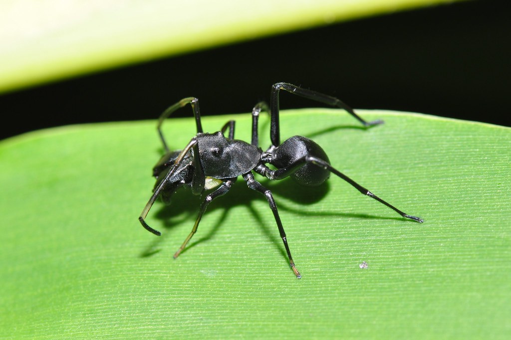 Ant Invasions: Spider Sentinels on Patrol (image credits: flickr)
