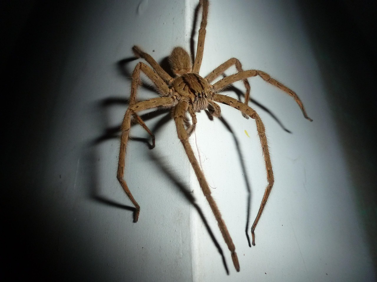 The Roach Hunters: Fearless Arachnid Warriors (image credits: pixabay)