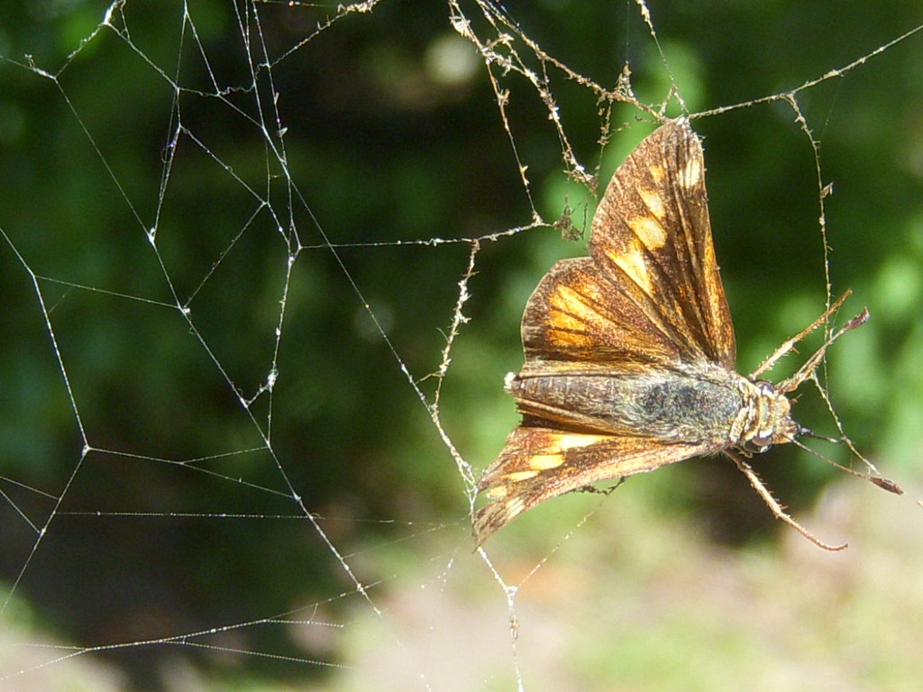 Moth Mayhem: Protecting Your Clothing and Food (image credits: flickr)