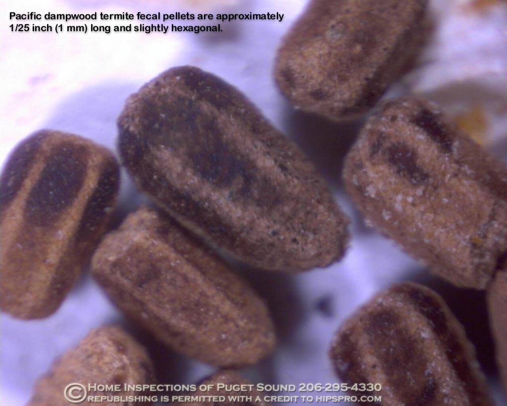 Mysterious Droppings and Strange Residue (image credits: wikimedia)