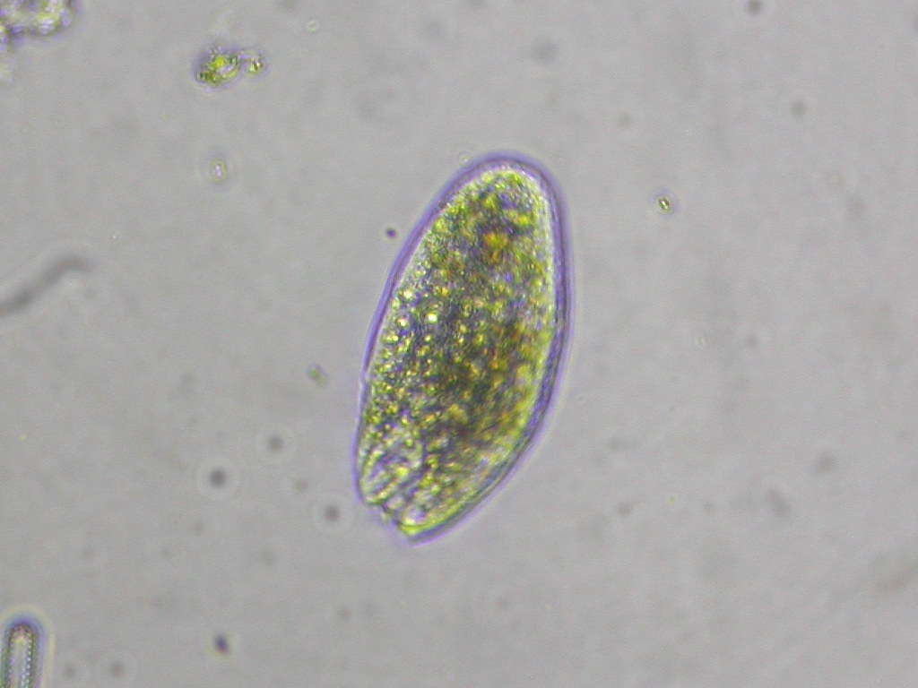Protozoan Predators (image credits: flickr)
