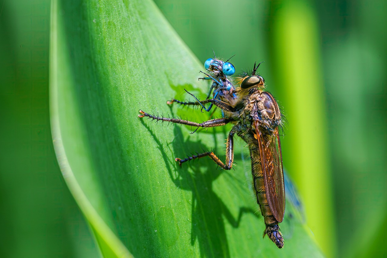 Predator-Prey Relationships Shape Visibility (image credits: pixabay)