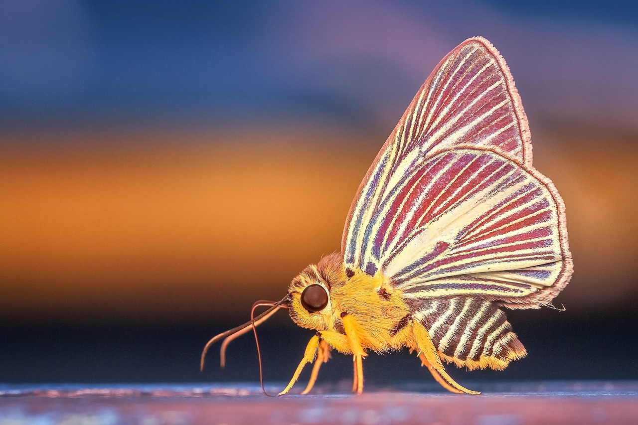 Migration Patterns Affect Regional Sightings (image credits: pixabay)