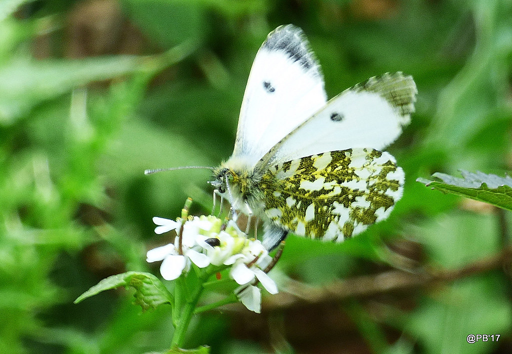 Overwintering Strategies Determine Spring Appearances (image credits: flickr)