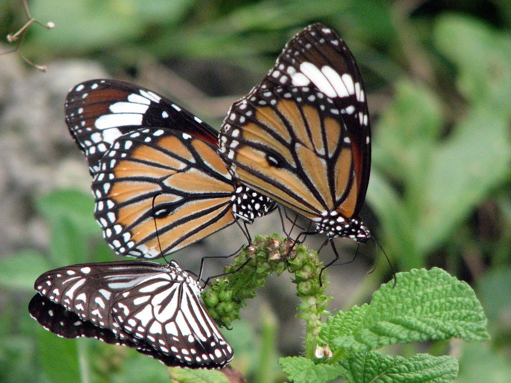 Competition for Resources Shapes Timing (image credits: flickr)