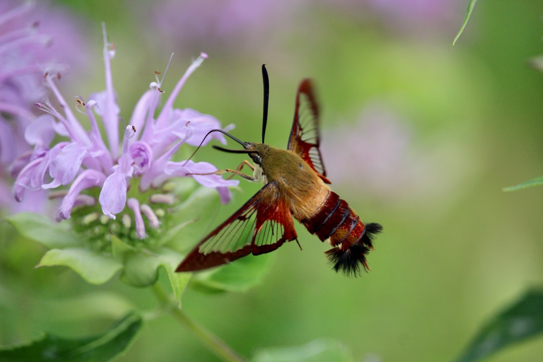 The Great Impersonator of the Insect World (image credits: unsplash)