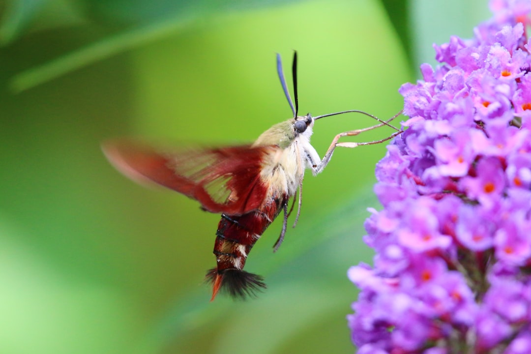 Wings That Beat Like Thunder (image credits: unsplash)
