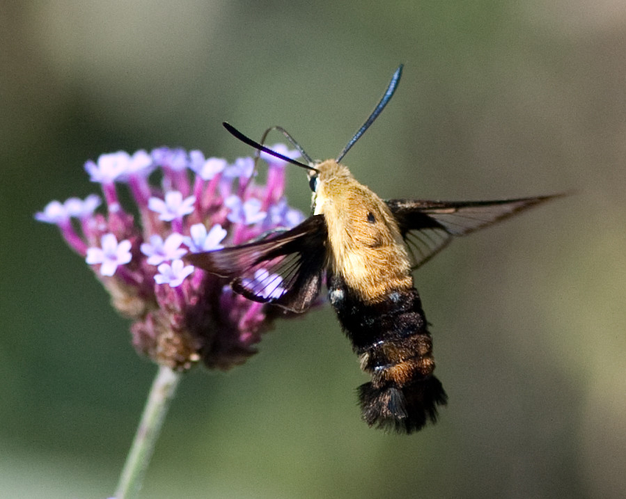 Feeding Behavior That Mirrors Nature's Jewels (image credits: flickr)