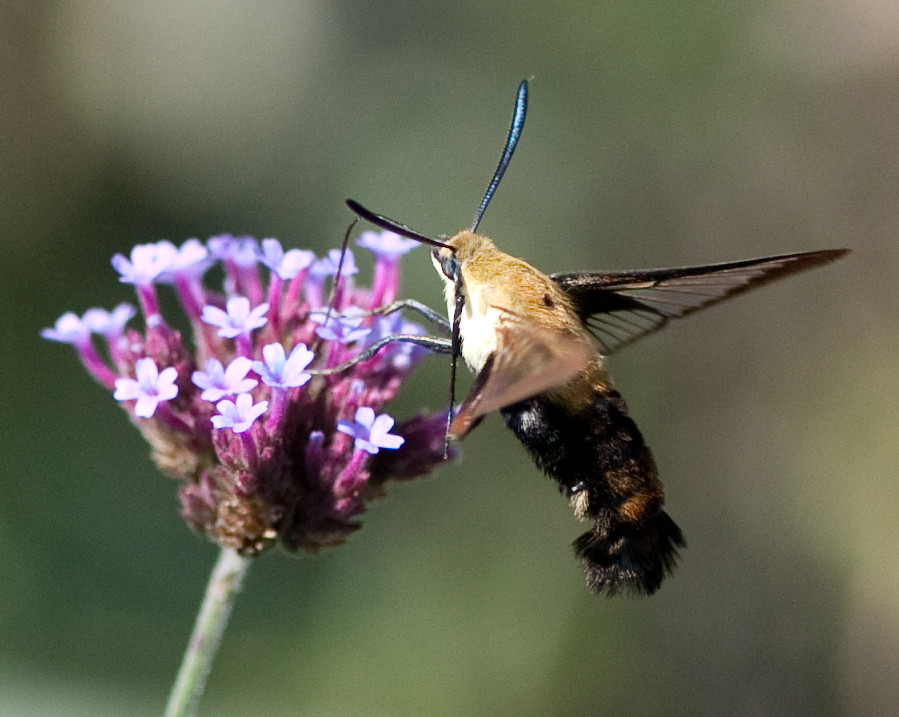 Life Cycle and Seasonal Patterns (image credits: flickr)