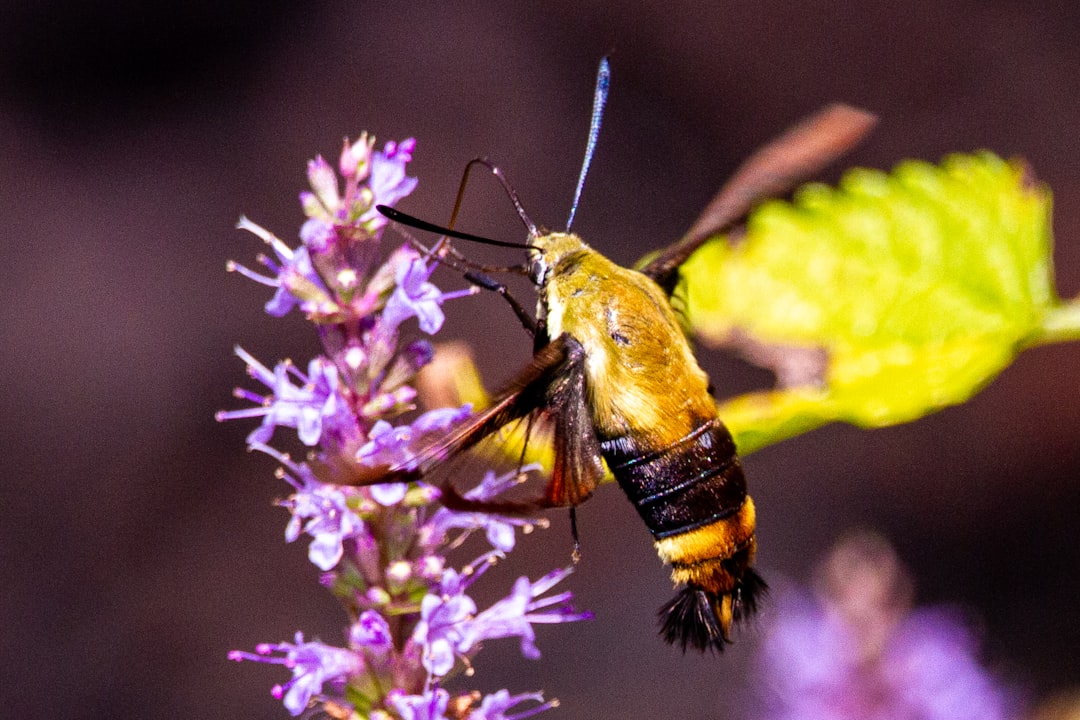 The Role of Pollination in Ecosystems (image credits: unsplash)