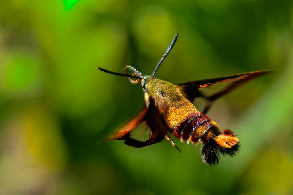 Predators and Survival Strategies (image credits: flickr)
