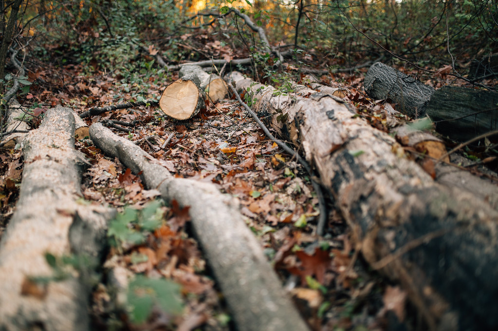 Conservation Status and Environmental Challenges (image credits: flickr)