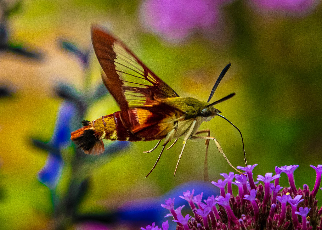 Photography and Observation Tips (image credits: flickr)