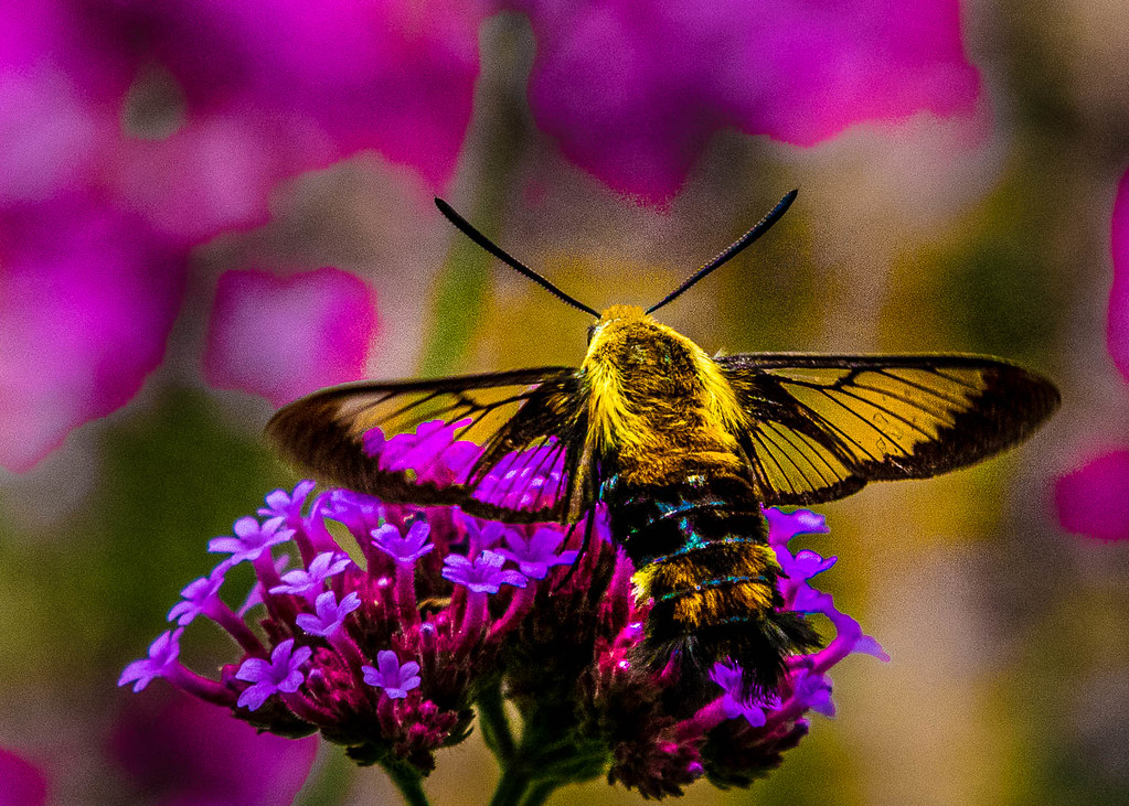 This Moth Looks Like a Hummingbird and It's Confusing Everyone
