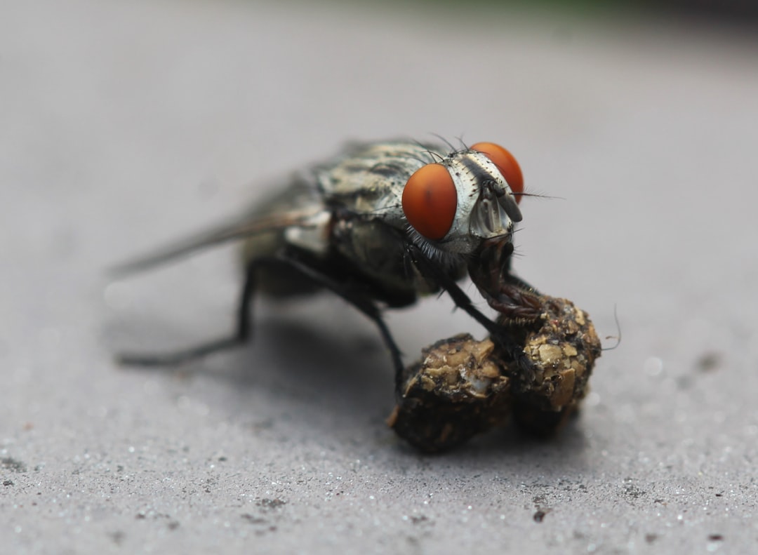 House Flies Turn Your Trash Into a Nursery (image credits: unsplash)