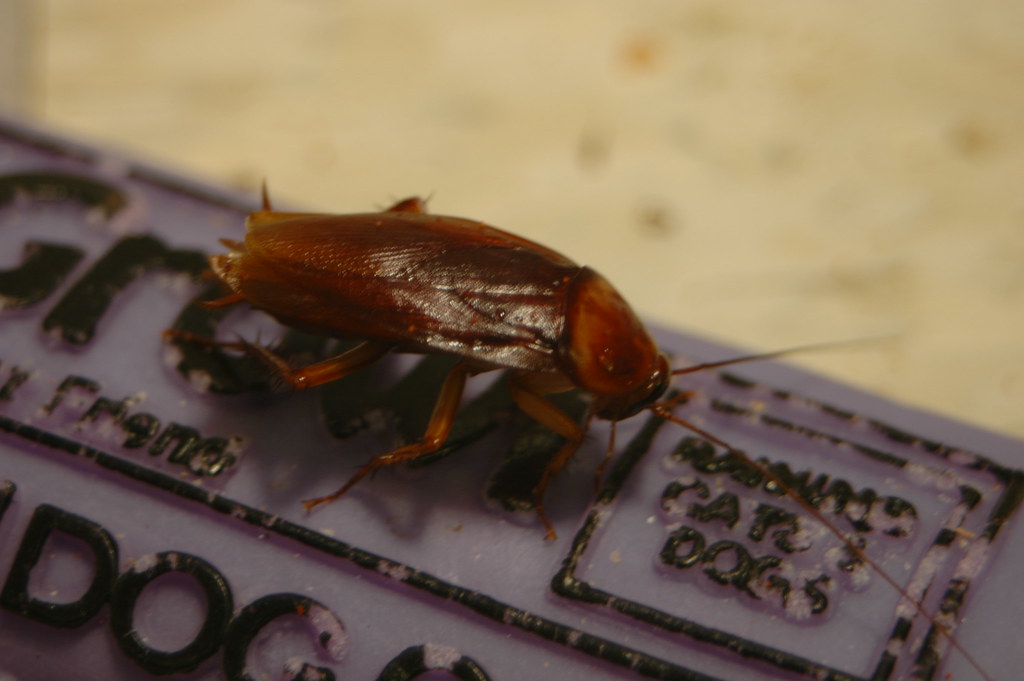Cockroaches See Your Trash as a Treasure Trove (image credits: flickr)