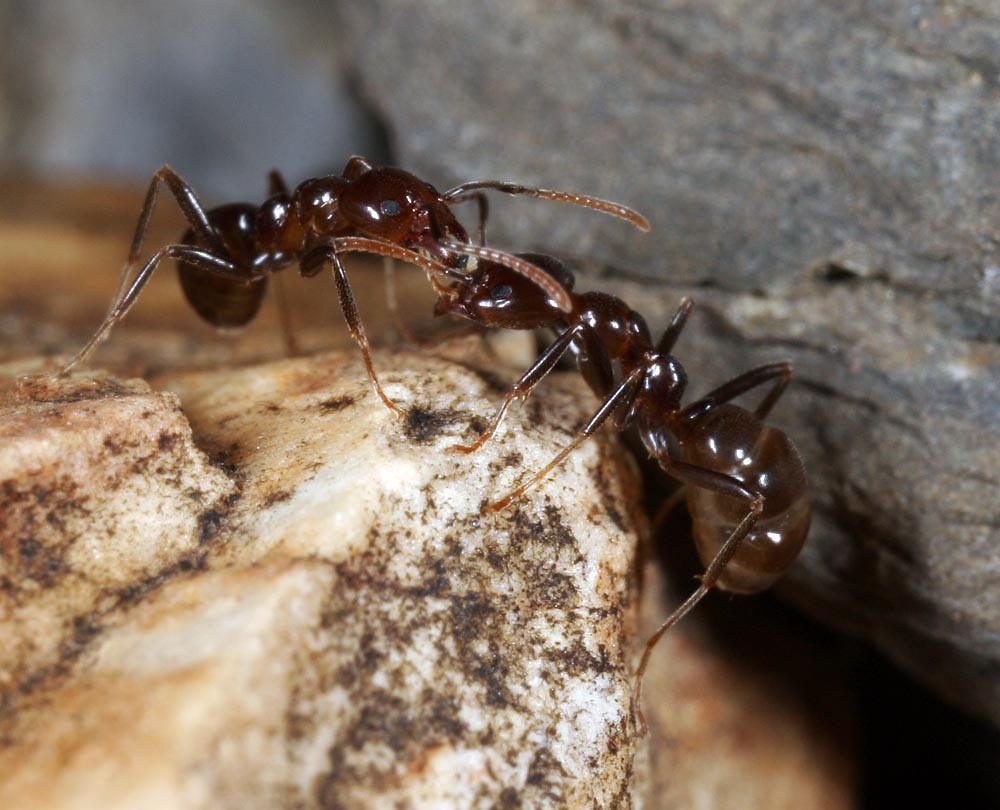 Ants Form Highways to Your Waste (image credits: flickr)