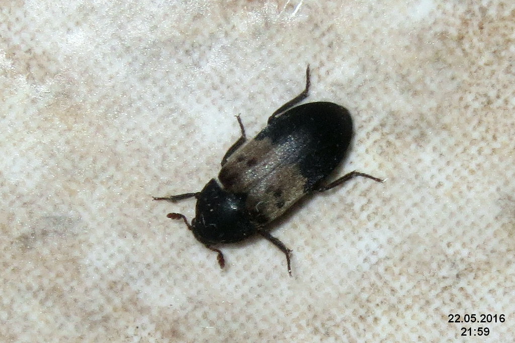 Beetles Find Hidden Treasures in Packaging (image credits: flickr)