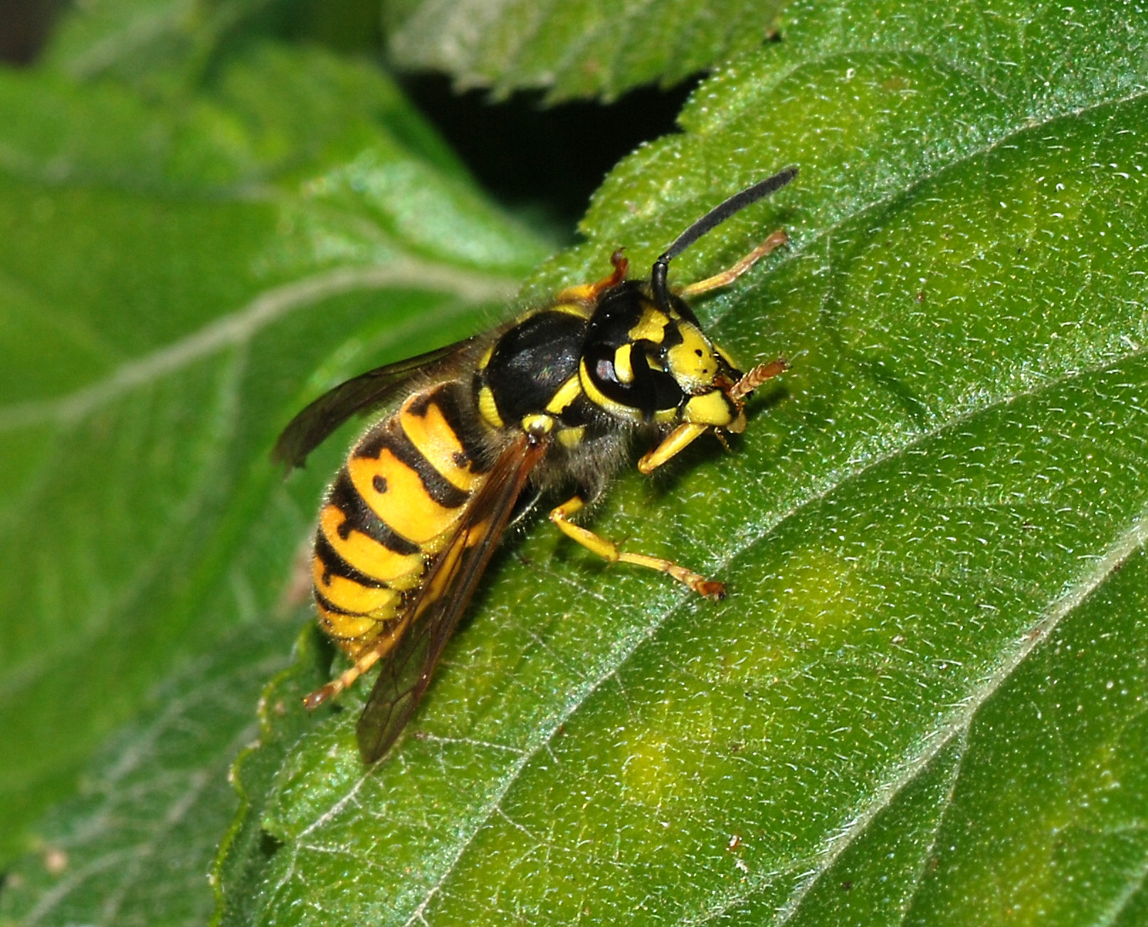 Yellowjackets Turn Aggressive Around Food Waste (image credits: By Alvesgaspar, CC BY-SA 3.0, https://commons.wikimedia.org/w/index.php?curid=2995290)