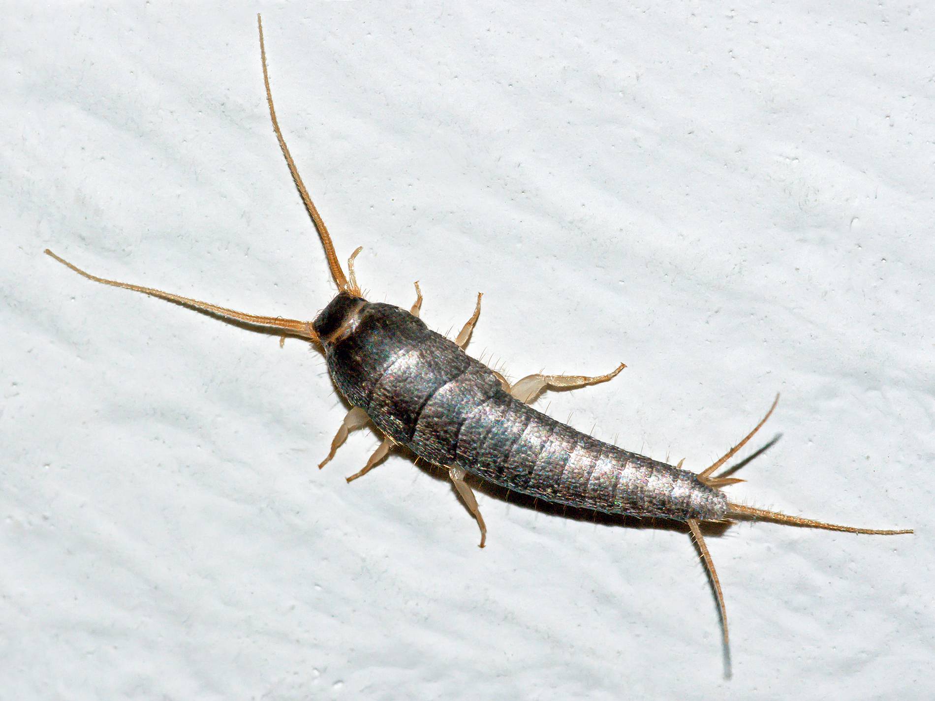 Silverfish Thrive in Damp Trash Environments (image credits: wikimedia)