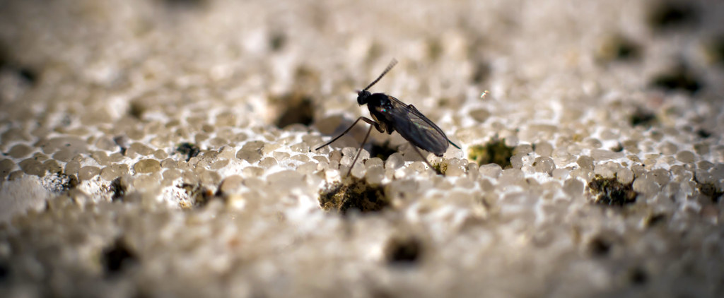 Gnats Multiply in Moist Organic Matter (image credits: flickr)