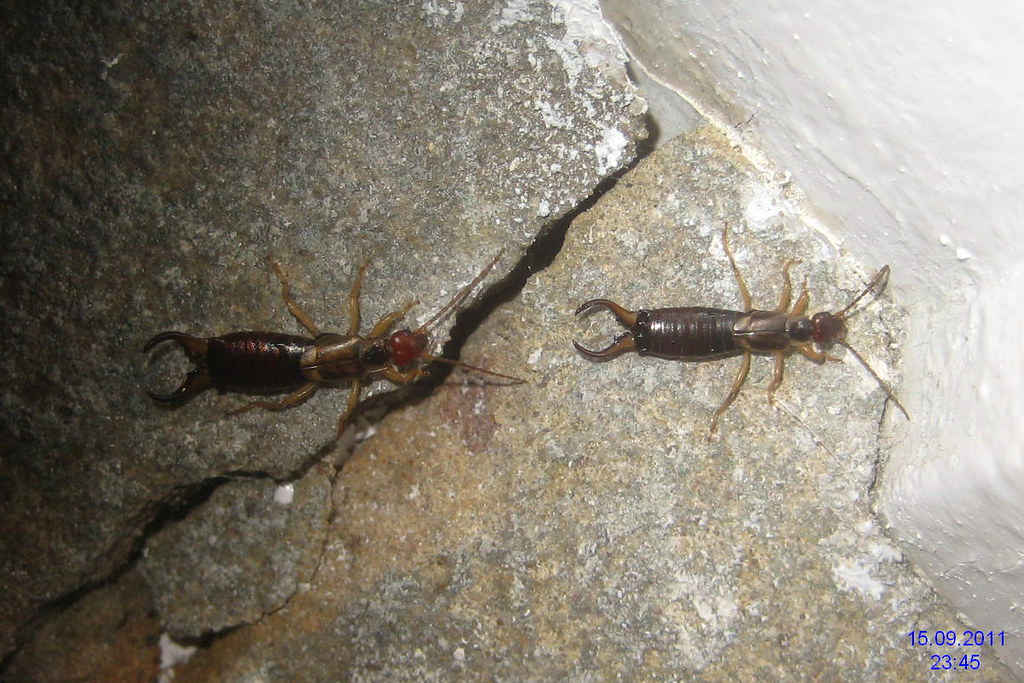 Earwigs Hide in Dark Trash Crevices (image credits: flickr)