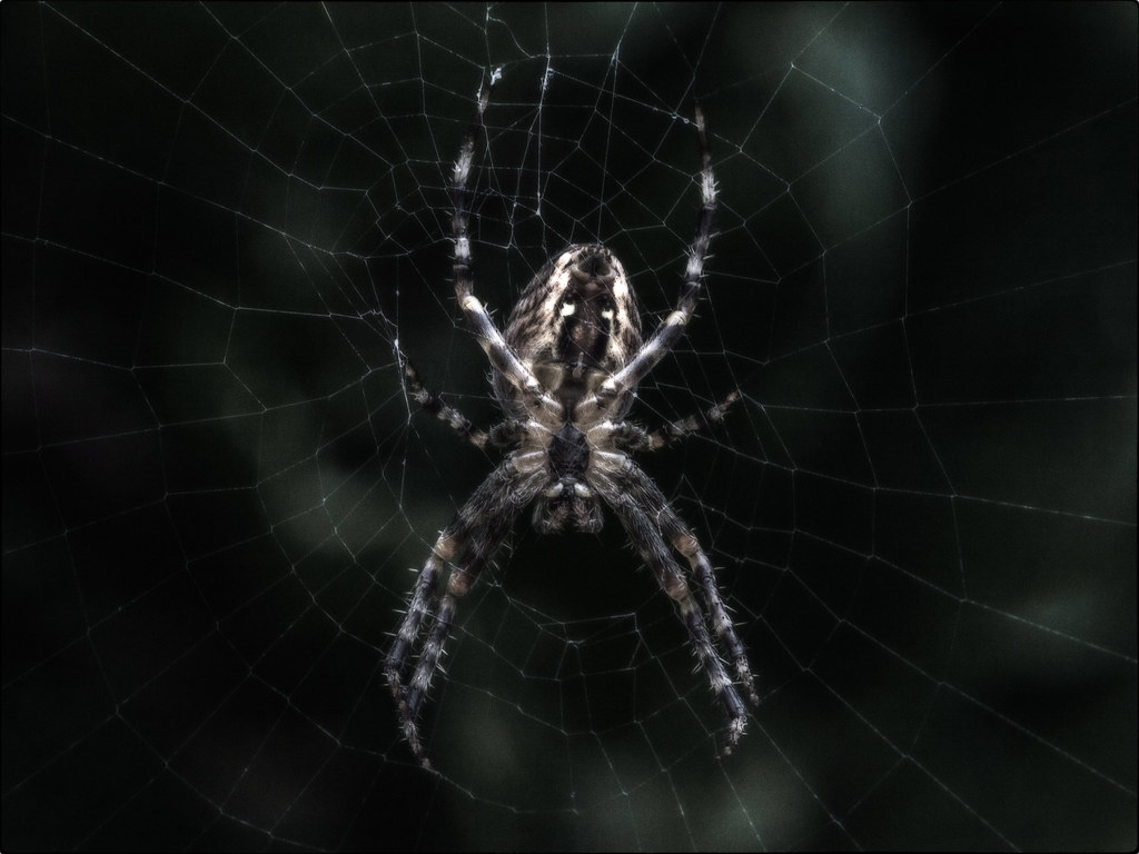Spiders Hunt the Insects Your Trash Attracts (image credits: flickr)
