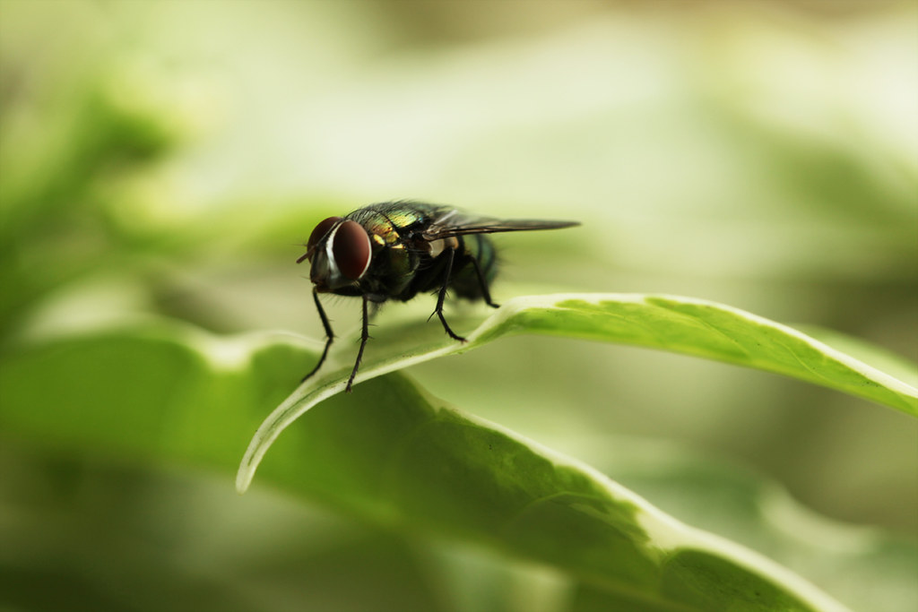 These Bugs Love Your Trash Can (and What You Can Do About It)