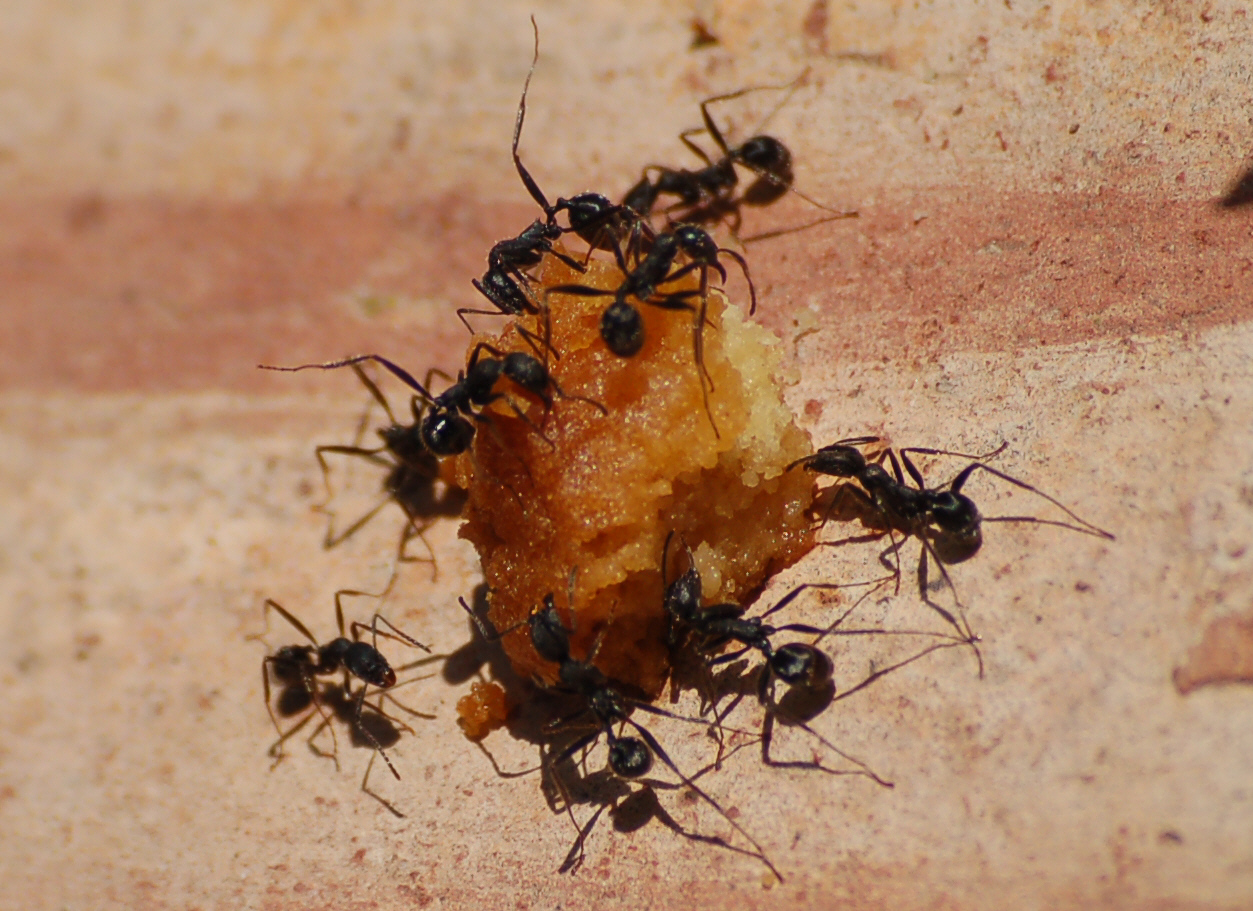 The Ant Colony's Collective Memory and Learning (image credits: wikimedia)