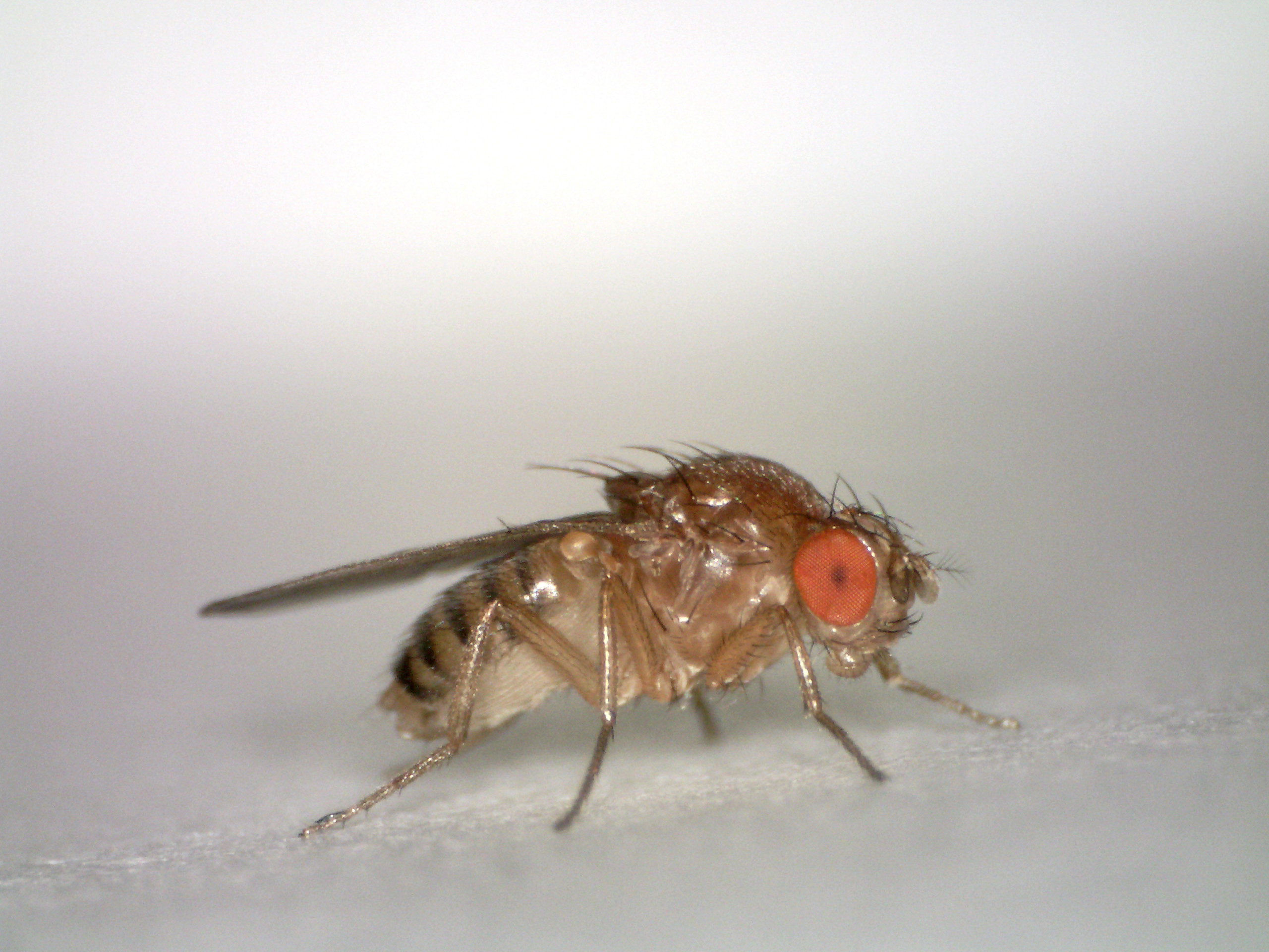 Fruit Flies and the Neuroscience of Insect Emotions (image credits: wikimedia)