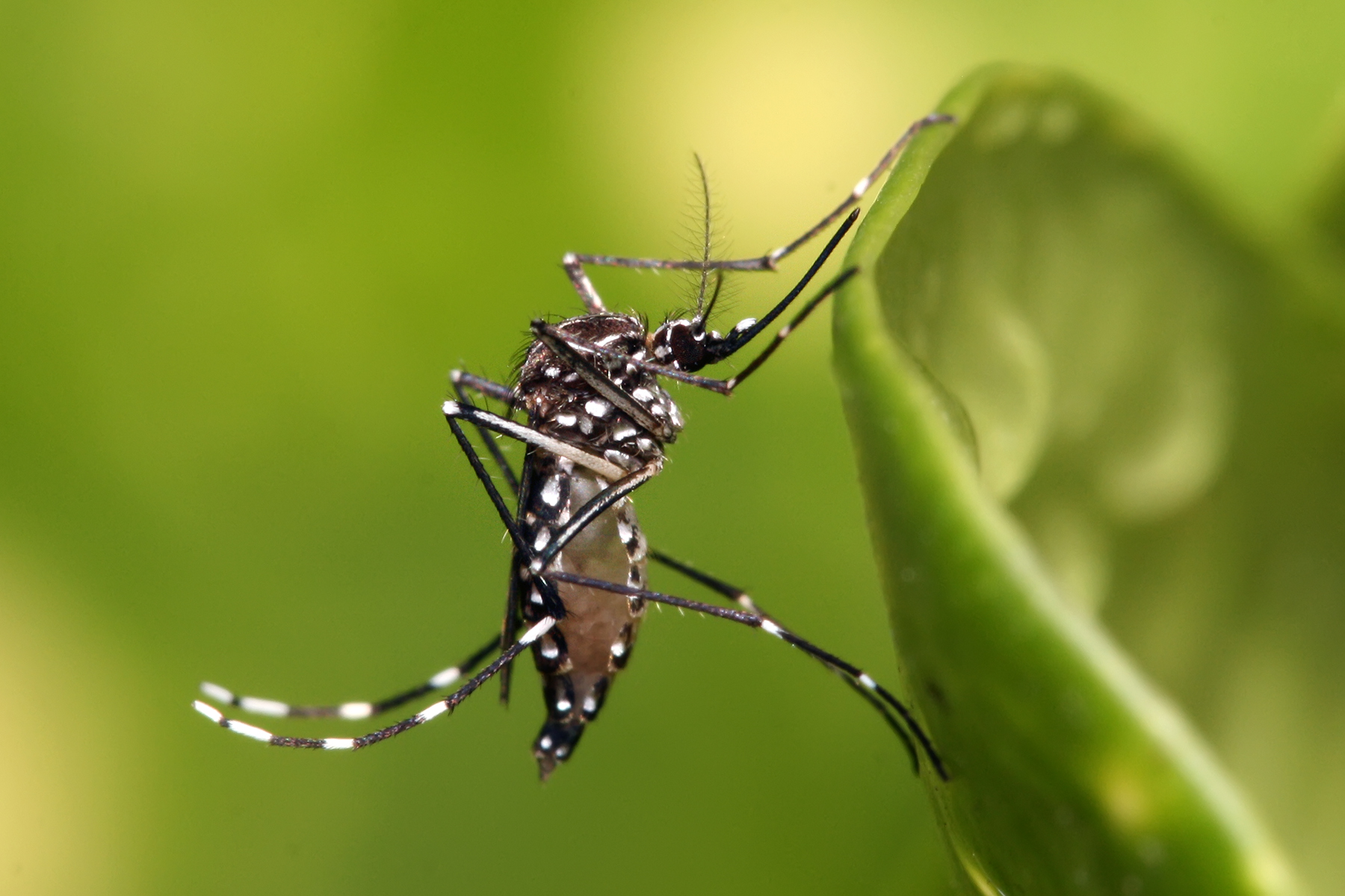 Neurochemical Evidence for Insect Emotions (image credits: wikimedia)